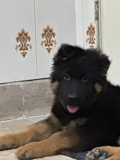 germen shepherd male puppy for sale age 2.5 month non pedigree