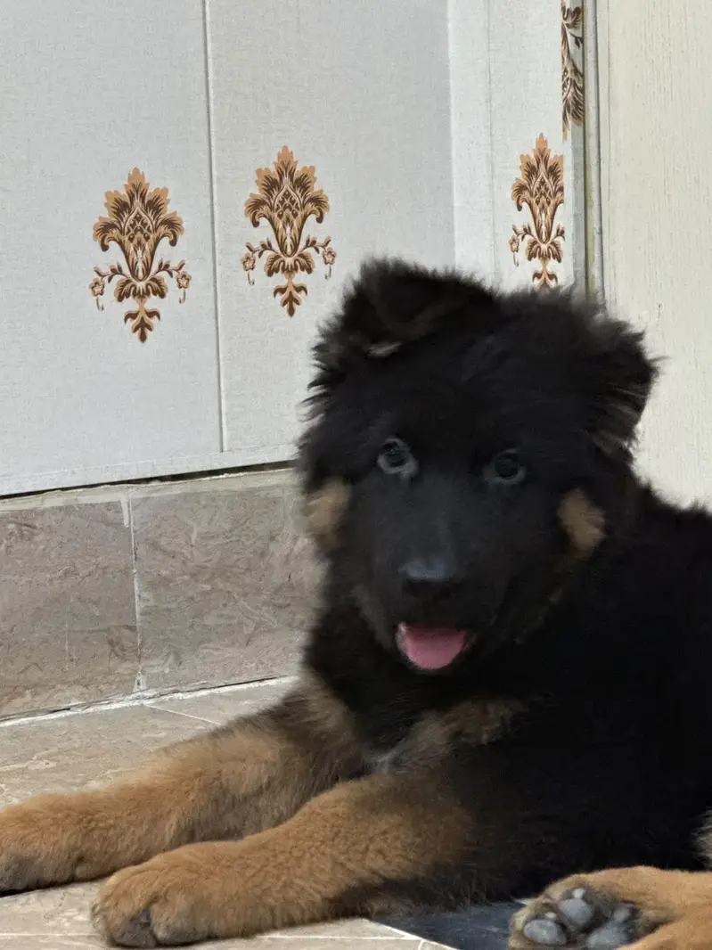 germen shepherd male puppy for sale age 2.5 month non pedigree