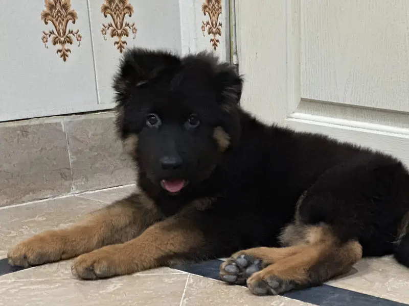 germen shepherd male puppy for sale age 2.5 month non pedigree — photo 2