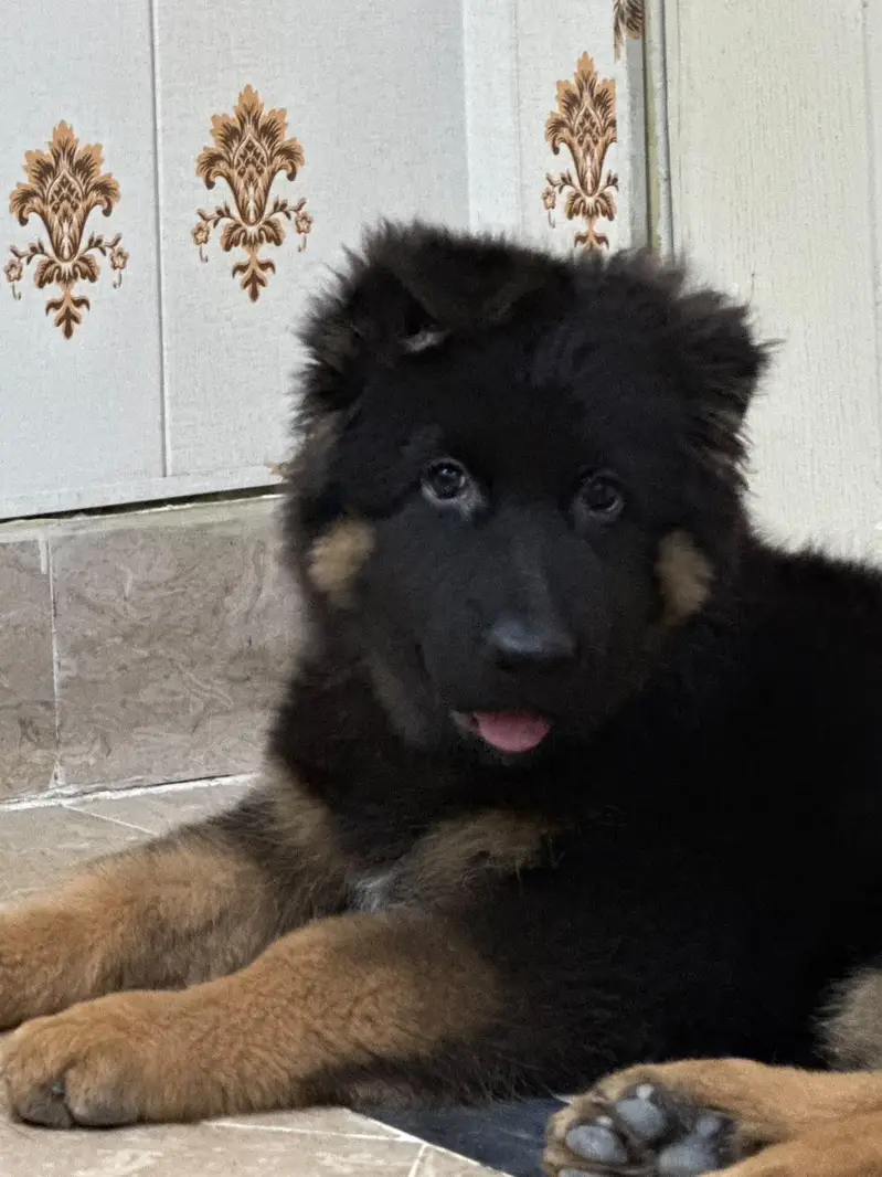 germen shepherd male puppy for sale age 2.5 month non pedigree — photo 3