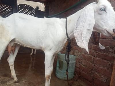 urgant for sale pregnant