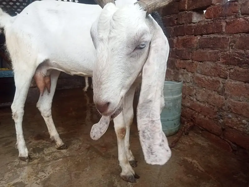 urgant for sale pregnant — photo 2