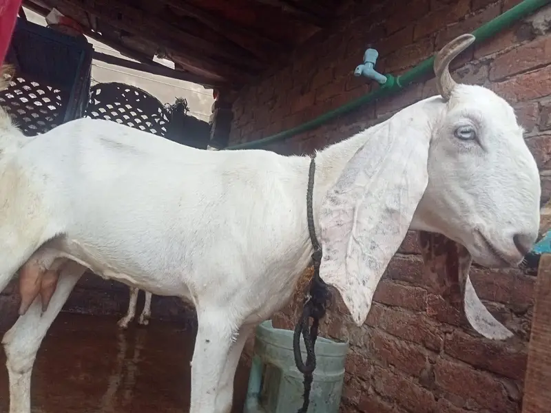 urgant for sale pregnant — photo 3