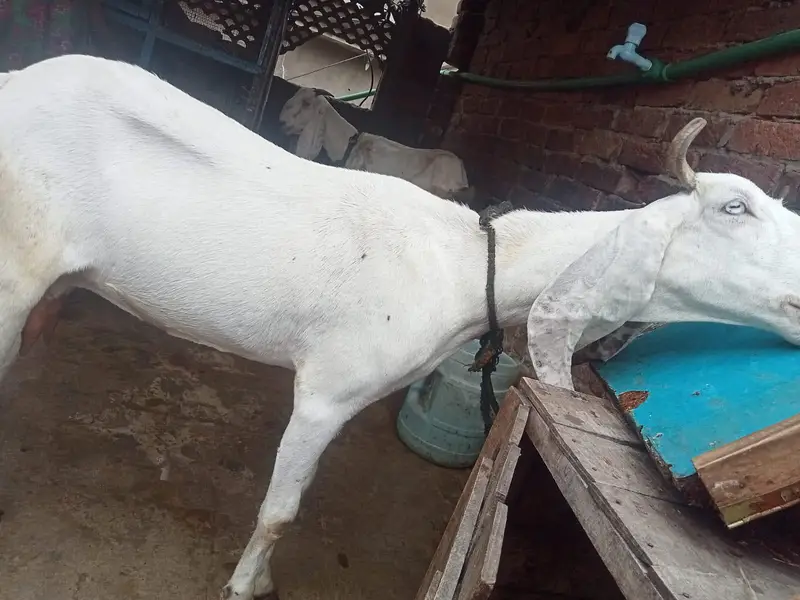 urgant for sale pregnant — photo 4