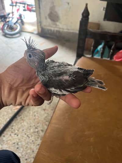 Hand tamed chicks/ cockatiel chicks / tamed parrots