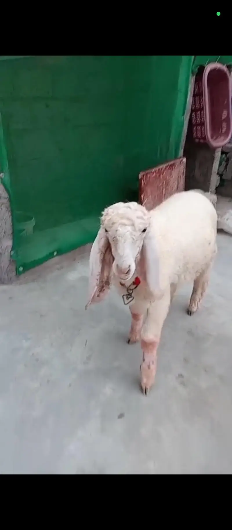 Larkana Dumba for Sale | Healthy White Dumba | Premium Quality | — photo 2