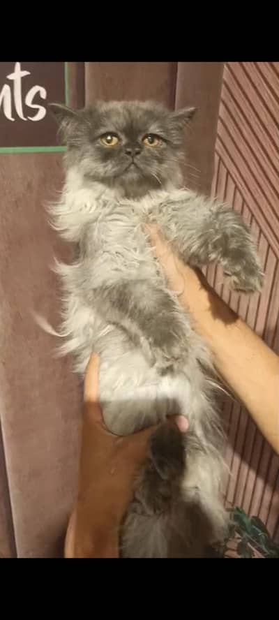 Cat persian