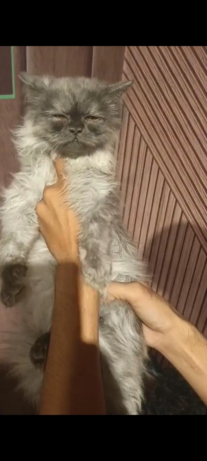 Cat persian — photo 2