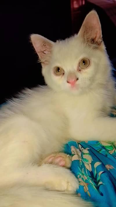 White color with Gray Eyes