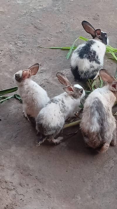 Pure Desi Quality Rabbits
