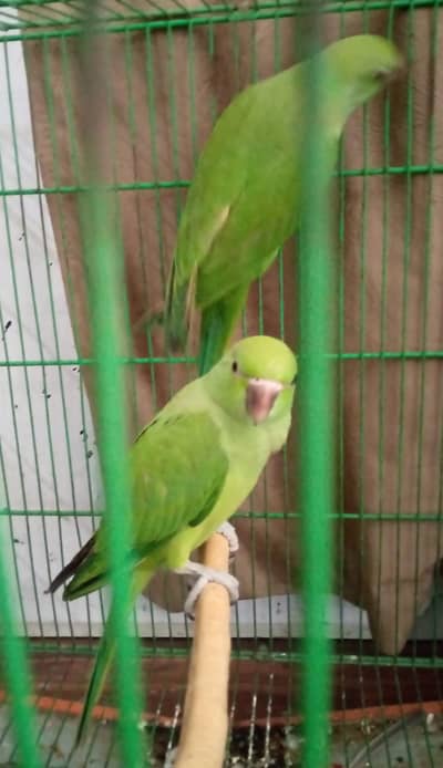 parrots for sale