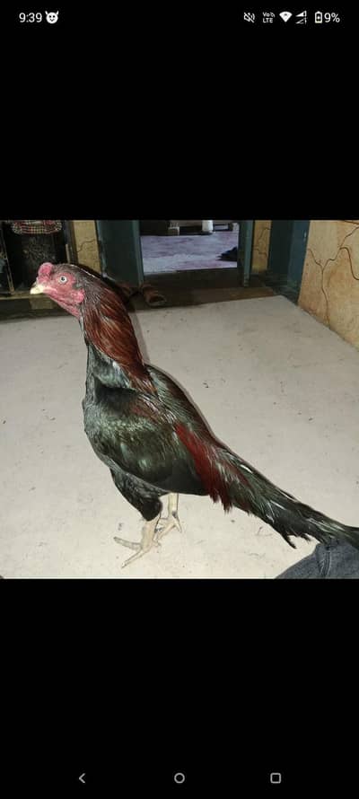 Aseel chicks available
