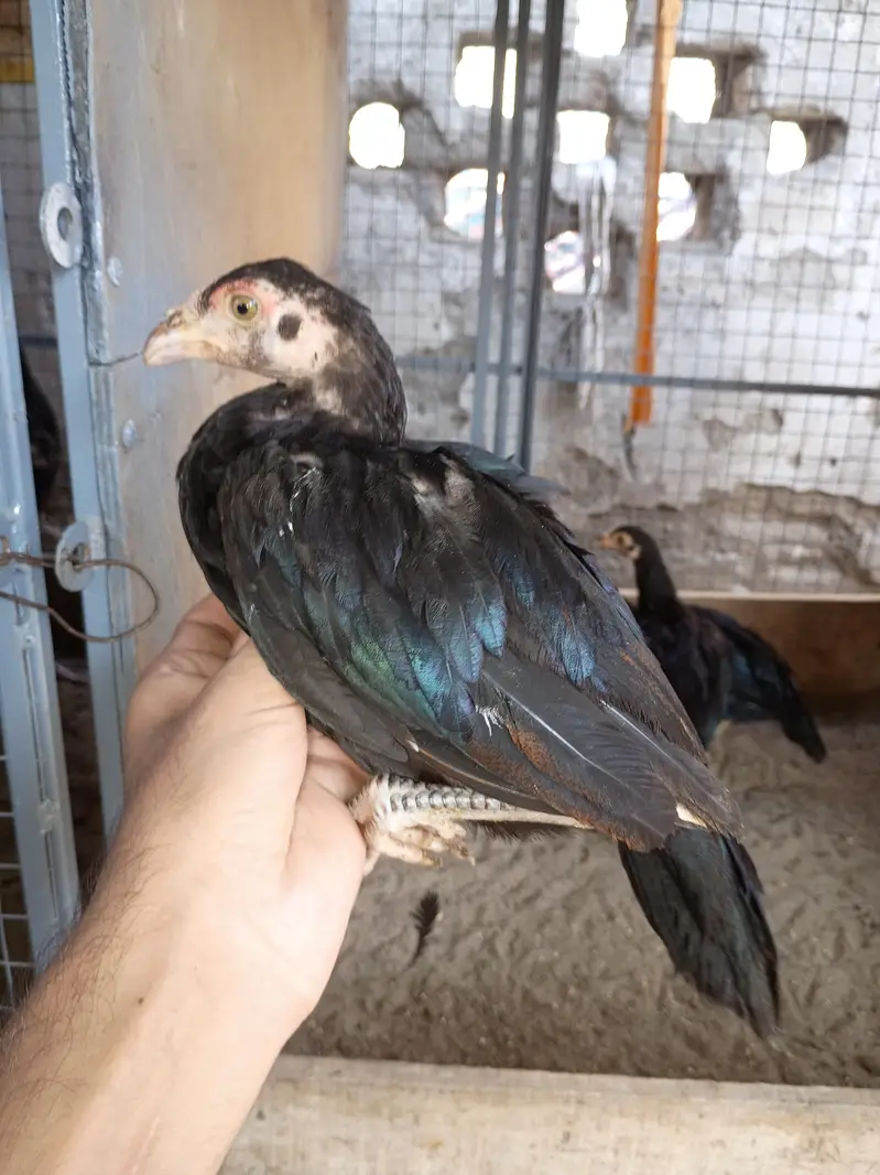 Aseel chicks available — photo 2