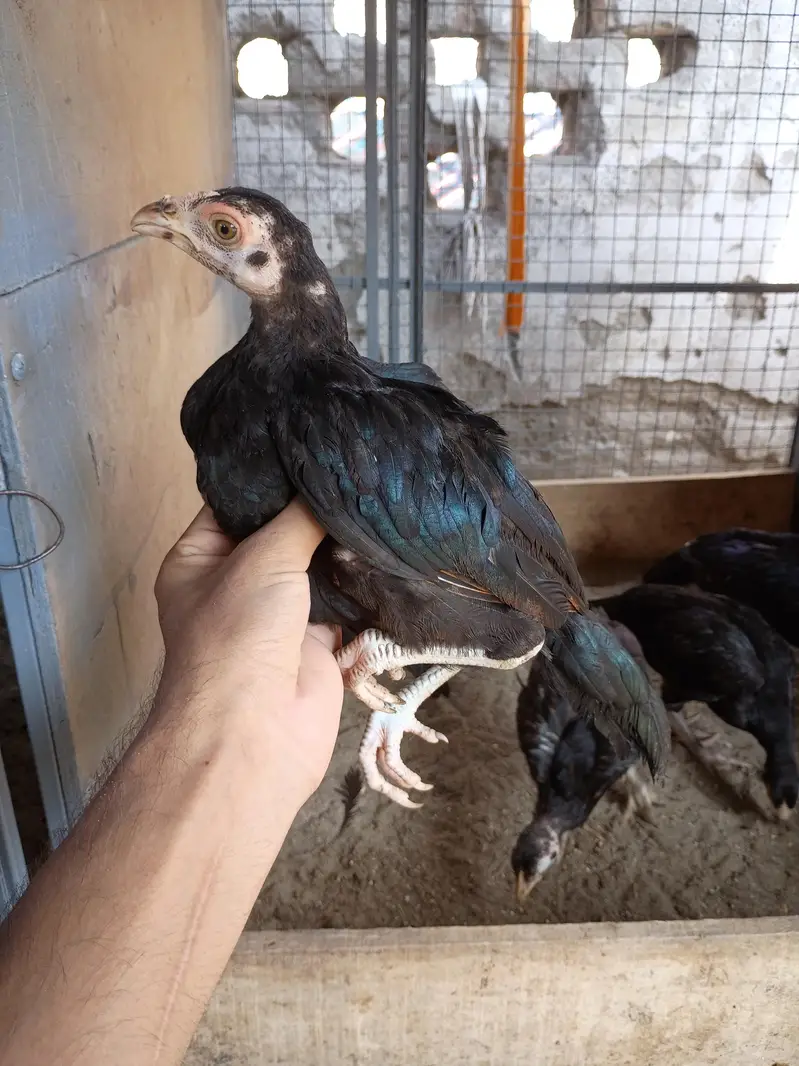 Aseel chicks available — photo 3