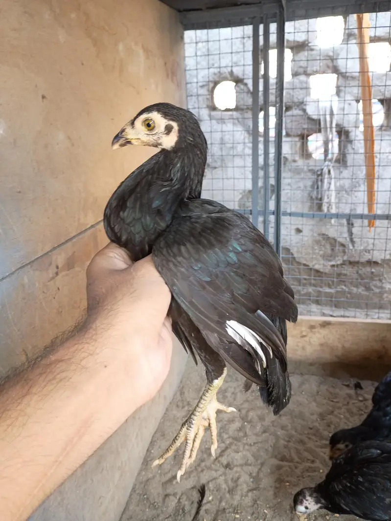 Aseel chicks available — photo 4