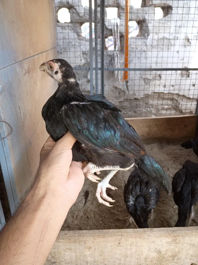 Aseel chicks available — photo 5