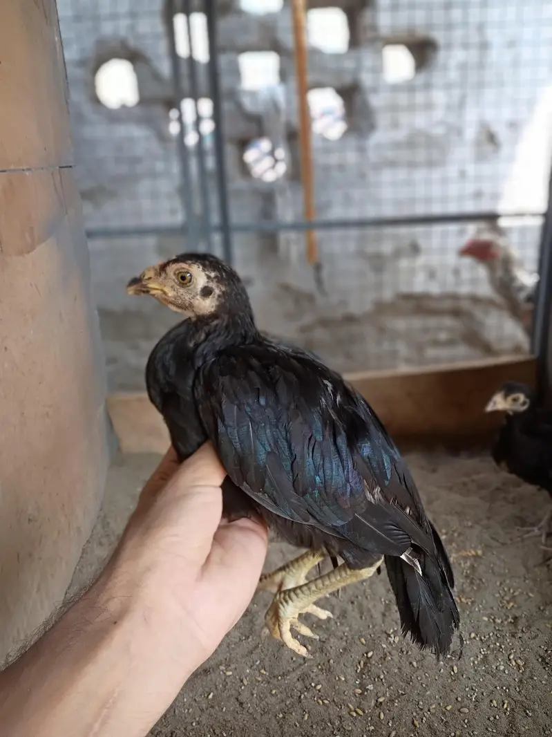 Aseel chicks available — photo 6
