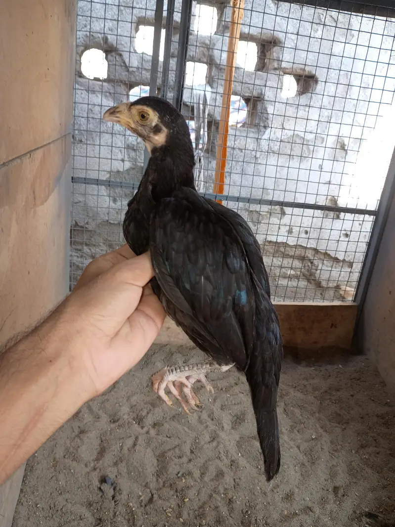 Aseel chicks available — photo 7