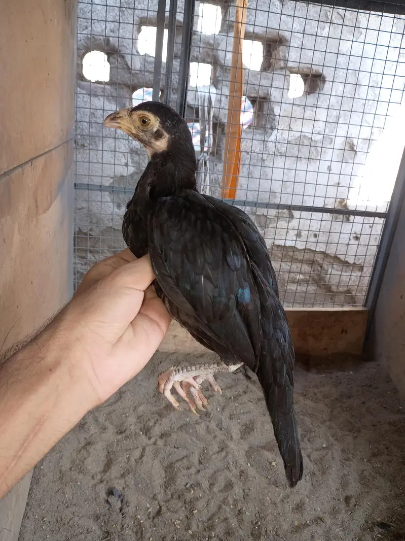 Aseel chicks available — photo 8