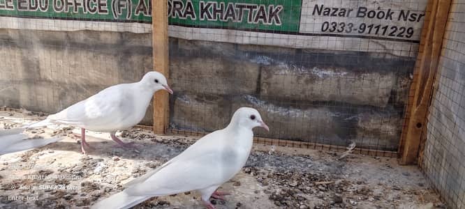 Doves pure White Breeder pair Avilable