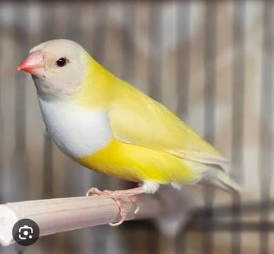Required lutino goldian finches 2 breeder females.
