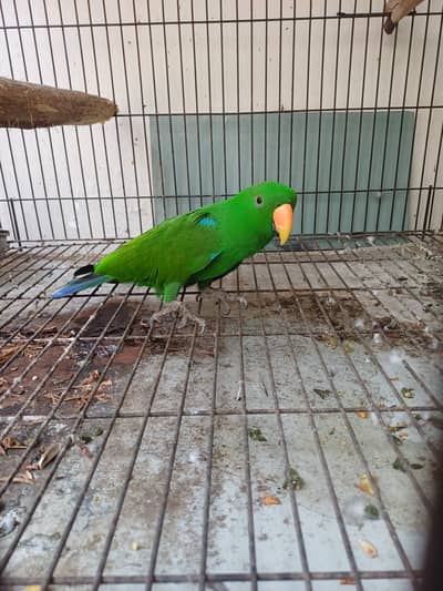 Eclectus and Amazon pair (03322825899)