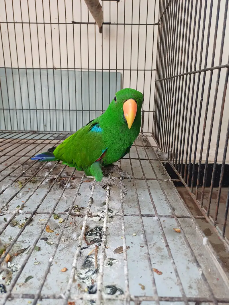 Eclectus and Amazon pair (03322825899) — photo 2