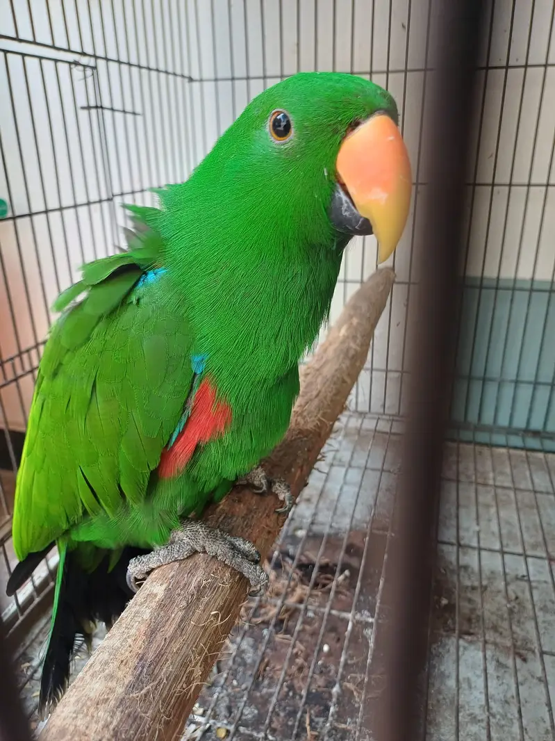 Eclectus and Amazon pair (03322825899) — photo 3