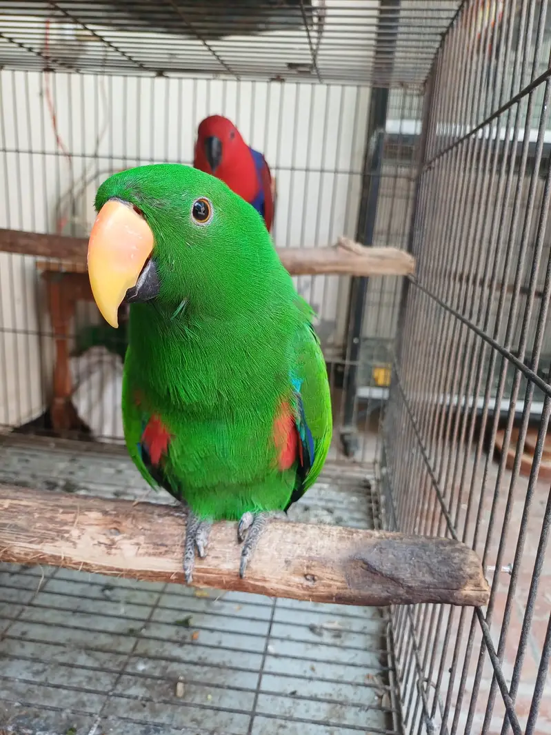 Eclectus and Amazon pair (03322825899) — photo 4