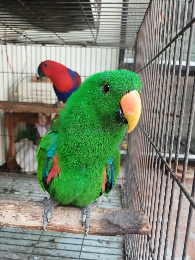 Eclectus and Amazon pair (03322825899) — photo 5