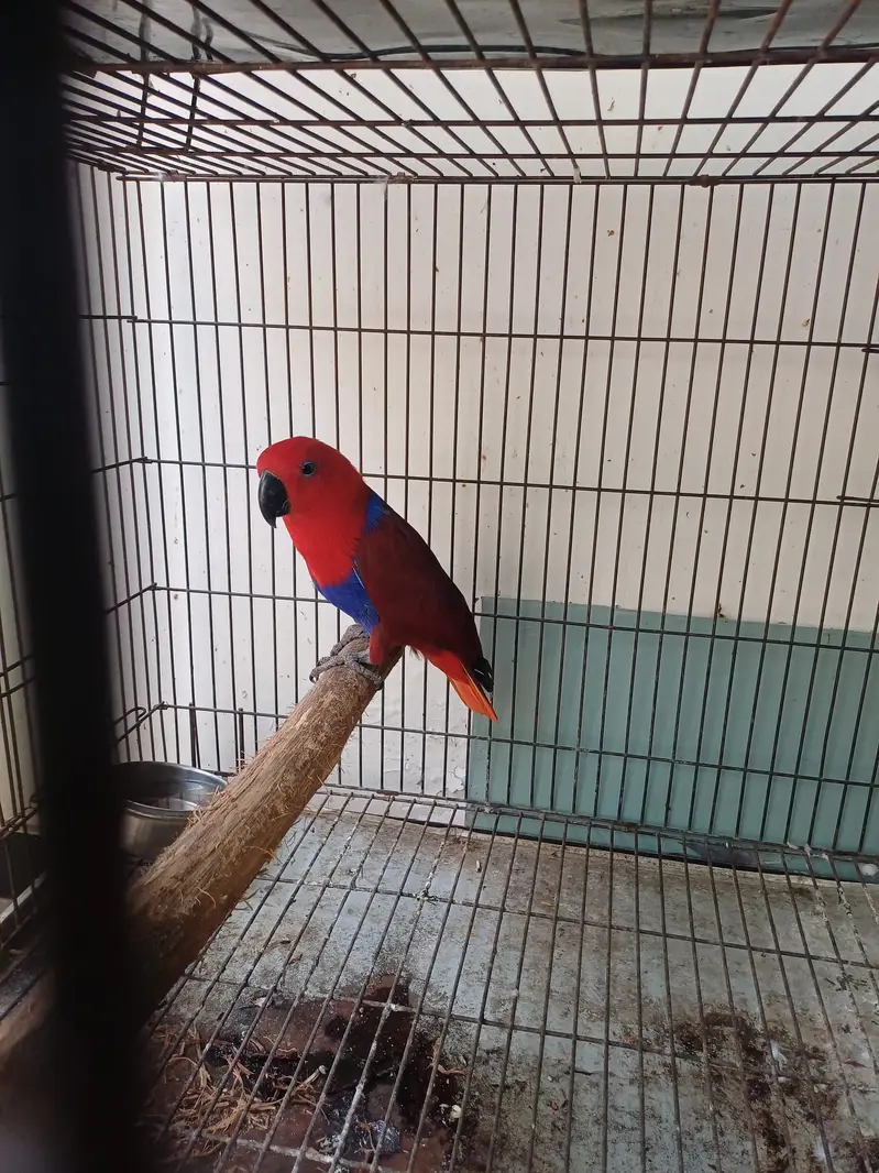 Eclectus and Amazon pair (03322825899) — photo 6