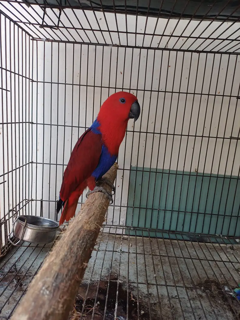 Eclectus and Amazon pair (03322825899) — photo 9