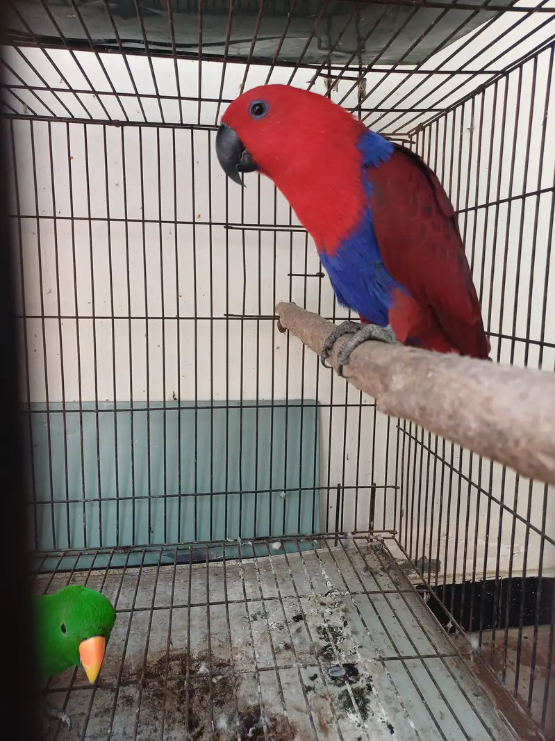 Eclectus and Amazon pair (03322825899) — photo 10
