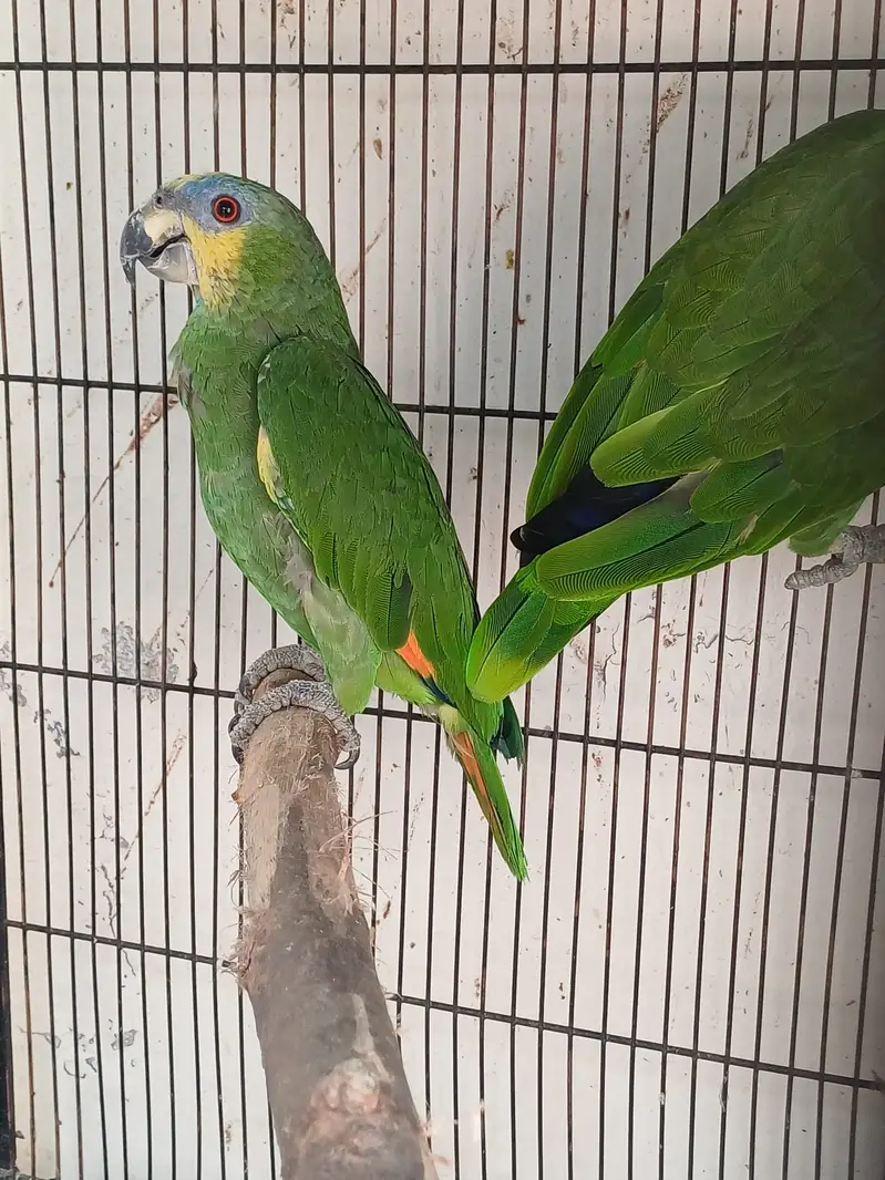 Eclectus and Amazon pair (03322825899) — photo 11