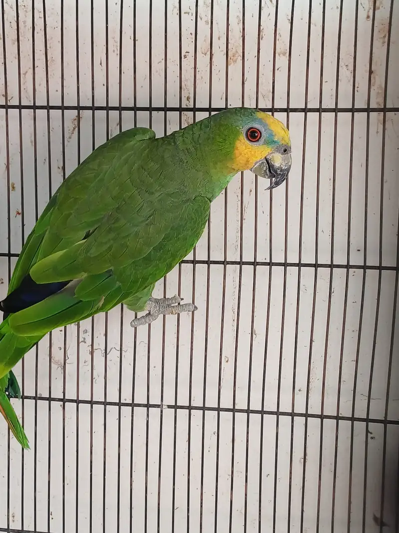 Eclectus and Amazon pair (03322825899) — photo 12