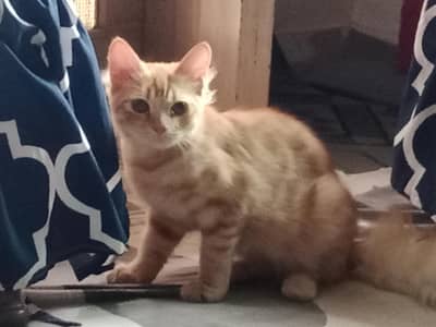 PERSIAN CAT SALE