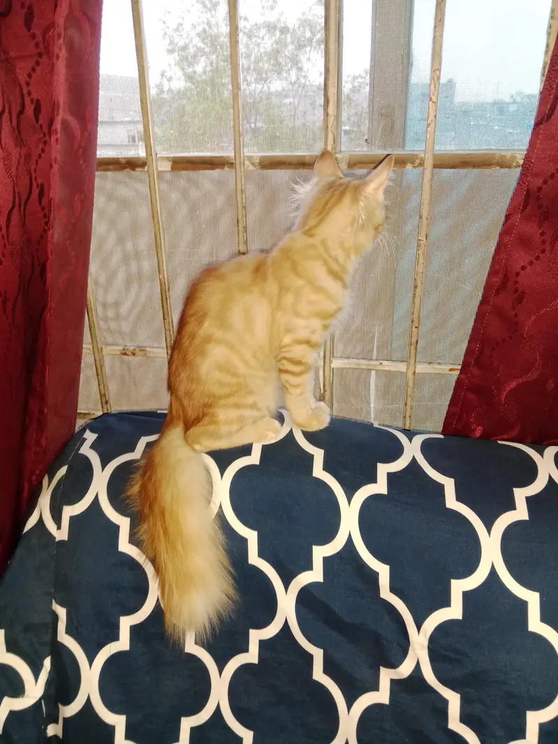 PERSIAN CAT SALE — photo 2