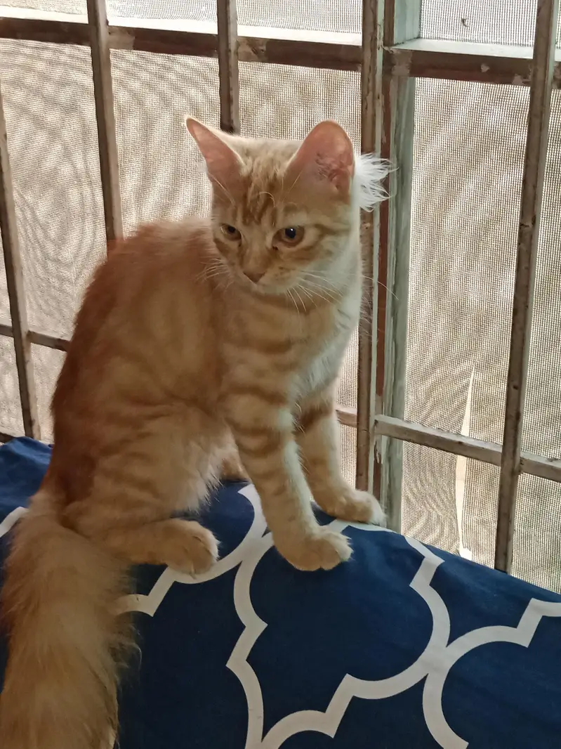 PERSIAN CAT SALE — photo 3