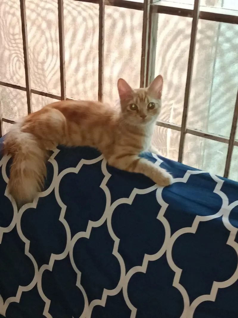 PERSIAN CAT SALE — photo 4