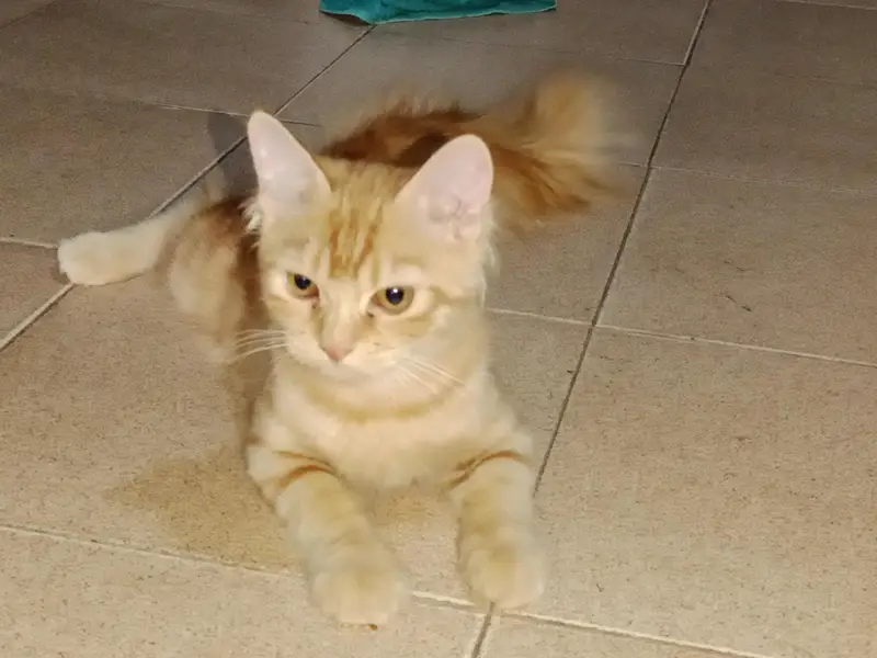 PERSIAN CAT SALE — photo 5