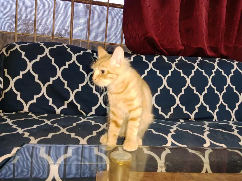 PERSIAN CAT SALE — photo 6