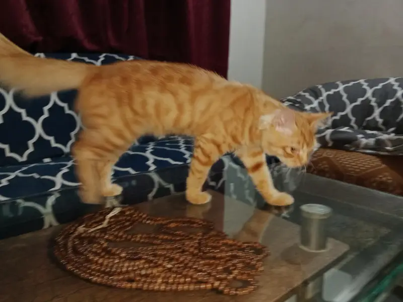 PERSIAN CAT SALE — photo 7