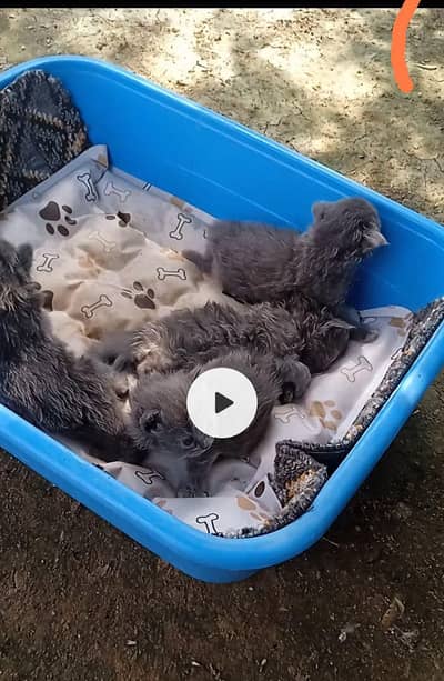 British shorthair kittens