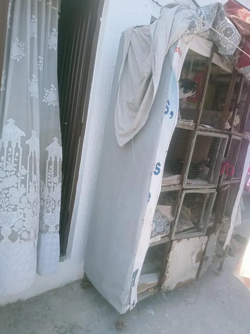 aseel pairs — photo 3