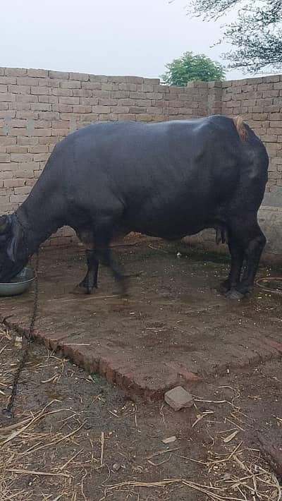 healthy pregnant buffalo for sale