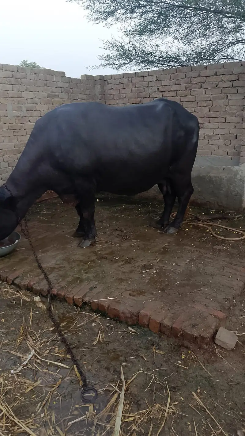 healthy pregnant buffalo for sale — photo 2