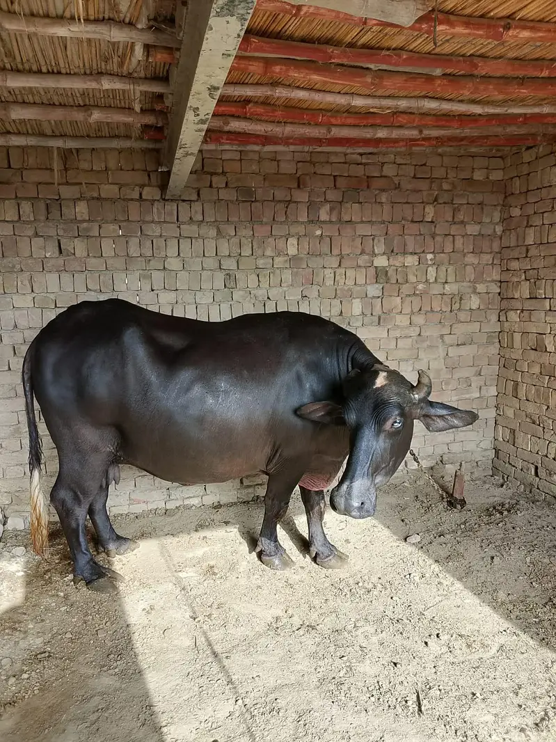 healthy pregnant buffalo for sale — photo 3