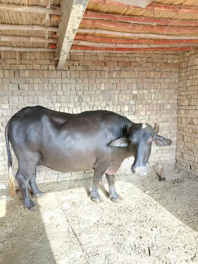 healthy pregnant buffalo for sale — photo 4