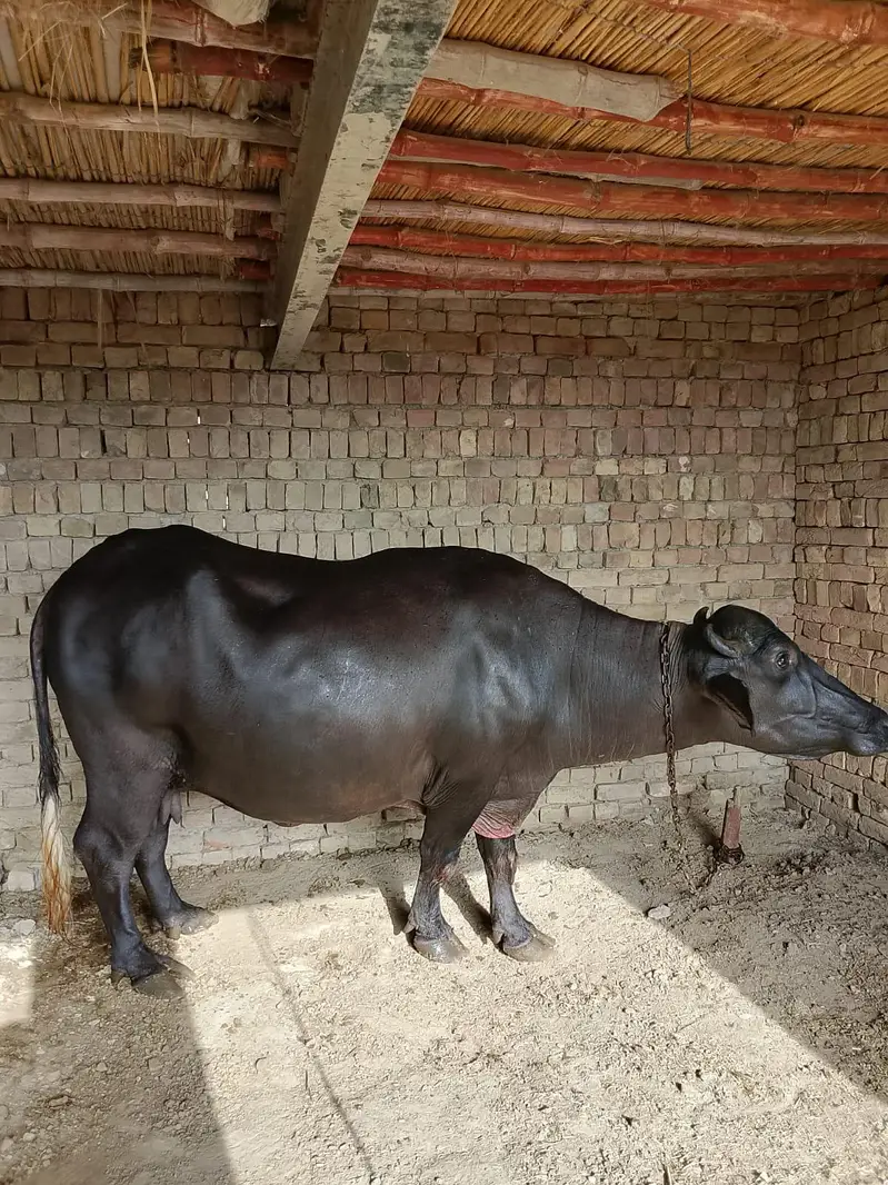 healthy pregnant buffalo for sale — photo 6