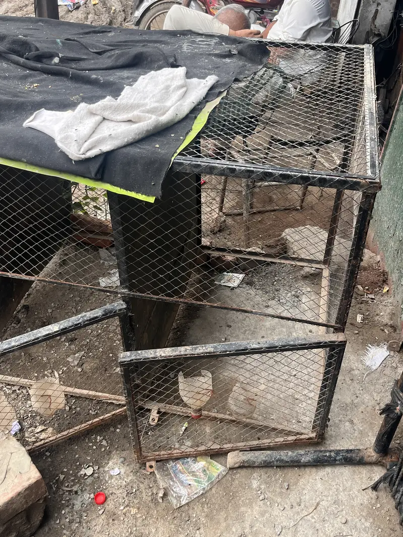 Hen cage good condition — photo 3
